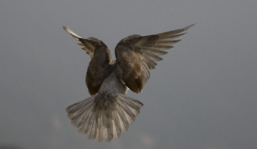 Pigeon2